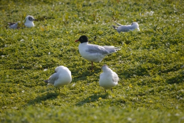 Mediterranean Gull, 3cy, MJMcGill.JPG